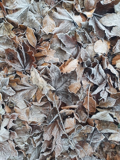 地上的褐色干树叶